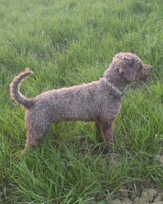 Lagotto romagnolo