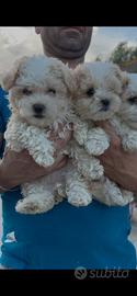 Cuccioli maltipoo