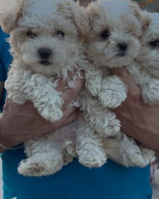 Cuccioli maltipoo