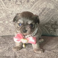 Ultima principessa chihuahua disponibile