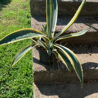 Agave altezza 42 cm in vaso da 18.