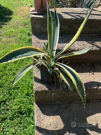 Agave altezza 42 cm in vaso da 18.