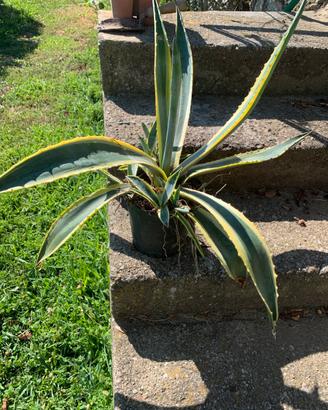 Agave altezza 42 cm in vaso da 18.
