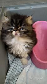 Gattini persiani maschio