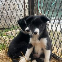Cuccioli di Bordercollie