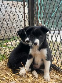 Cuccioli di Bordercollie