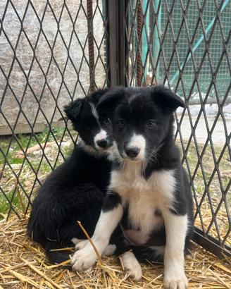 Cuccioli di Bordercollie