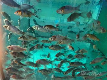 Immagini Stock - Pesci Piccoli In Acquario O Acquario, Pesci D'oro, Guppy E  Pesci Rossi, Carpe Fantasia Con Pianta Verde, Concetto Di Vita  Sottomarina.. Image 107848273