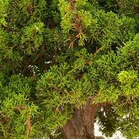 Bonsai, pre-bonsai, e piantine, di tante essenze