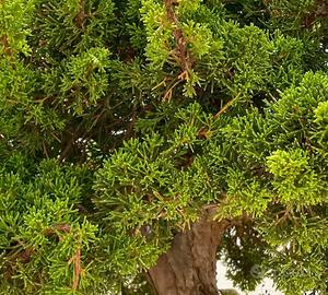 Bonsai, pre-bonsai, e piantine, di tante essenze