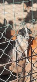 Cane da caccia