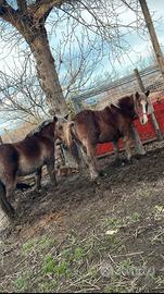 Cavalla tpr super brava