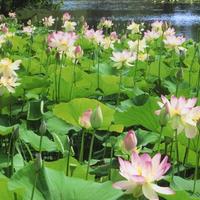 Fior di loto NELUMBO NUCIFERA