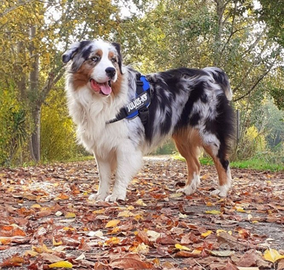 cane da pastore australiano mix di alano