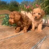 Cucciolata barboncini toy maschi e femmine