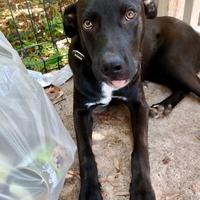 Cucciolo 7 mesi in canile