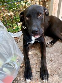 Cucciolo 7 mesi in canile