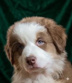 Pastore australiano Australian Shepherd MASCHIO