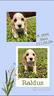 cocker-spaniel