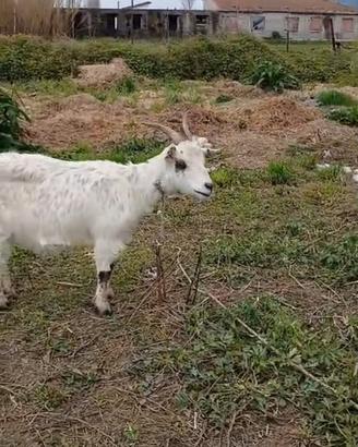Capra femmina incinta
