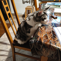 Cucciolo mainecoon 6 mesi