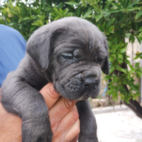 Cuccioli di cane corso