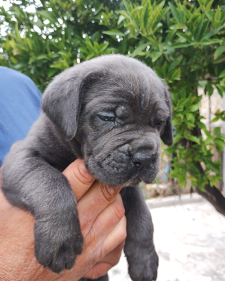 Cuccioli di cane corso