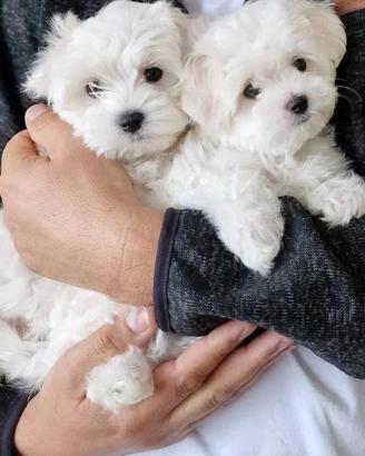 Maltese cuccioli