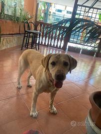 Labrador femmina adulta