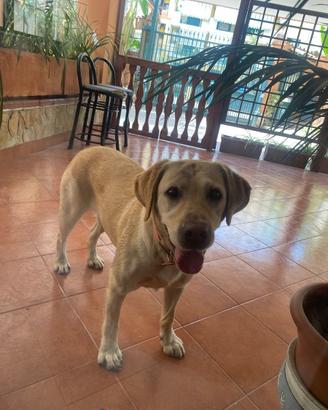 Labrador femmina adulta