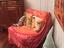 Immagine 1