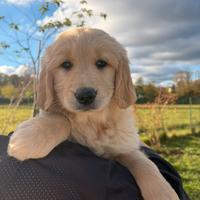 Cuccioli di golden Retriever