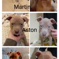 American Pitbull terrier ukc