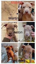 American Pitbull terrier ukc