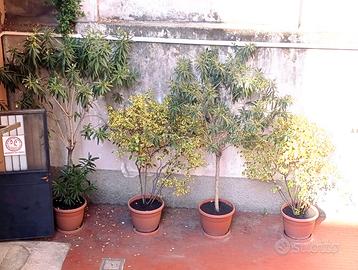 Piante: Oleandri bianchi, Ligustrum