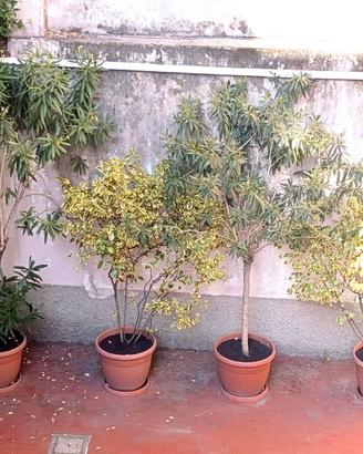 Piante: Oleandri bianchi, Ligustrum