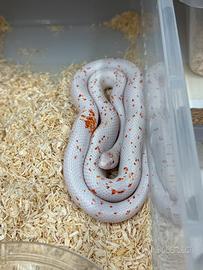 Serpente del grano
