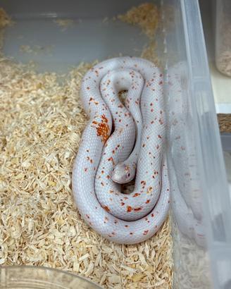 Serpente del grano