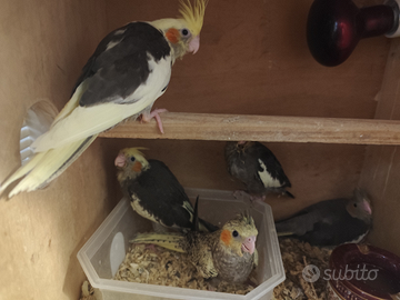 2 Calopsite svezzate a mano