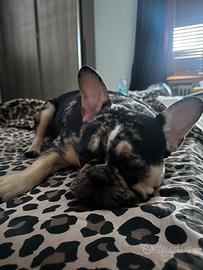 Cuccioli di bulldog francese