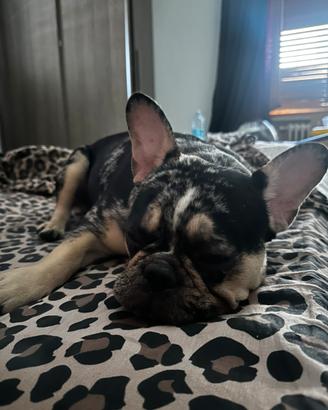 Cuccioli di bulldog francese