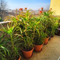 Aloe Arborescens