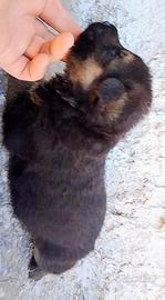 Cuccioli di pastore tedesco