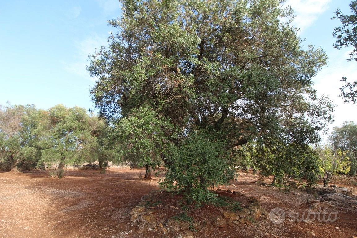 House in Martina Franca, Taranto - Vista 3