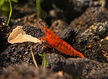 Neocaridine rosse - red cherry