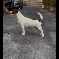 Jack Russell adulti