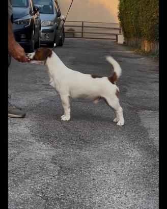 Jack Russell adulti