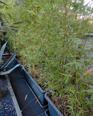 Vasi siepe Bamboo bambù