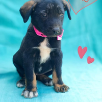 Cuccioli da adottare