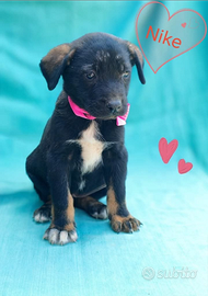 Cuccioli da adottare